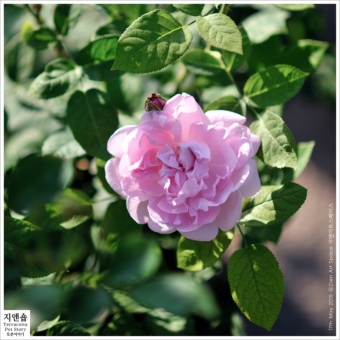 [토분이야기] 지앤숍 시즌오프 20~50%off 식물 세일의 썸네일 사진